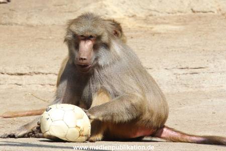Hagenbeck 16052013 016