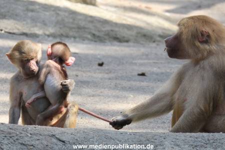 Hagenbeck 16052013 017