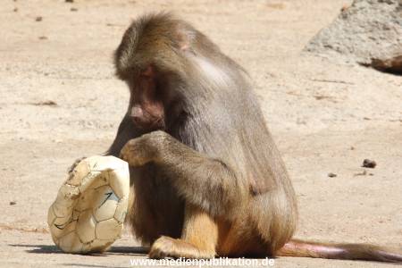 Hagenbeck 16052013 018