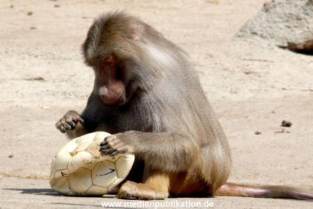 Hagenbeck 16052013 019