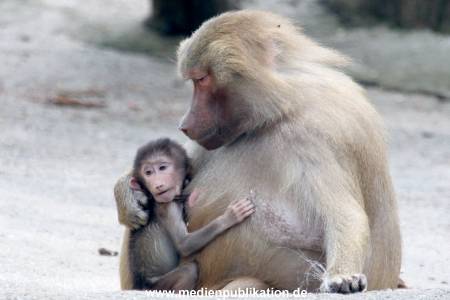 Hagenbeck 16052013 020