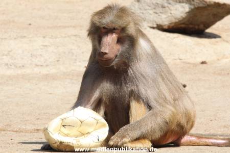 Hagenbeck 16052013 021