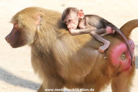 Hagenbeck 16052013 023