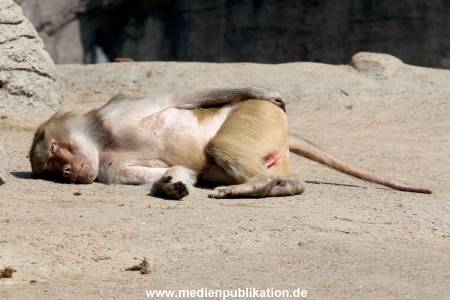 Hagenbeck 16052013 024