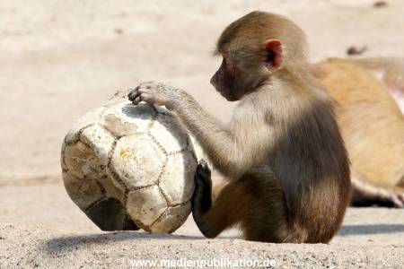 Hagenbeck 16052013 027