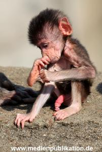 Hagenbeck 20042011 009