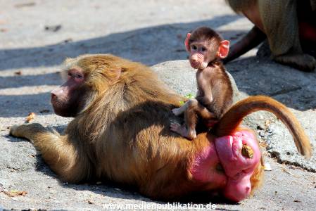 Hagenbeck 20042011 012