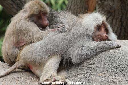 Hagenbeck 21072011 056