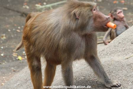 Hagenbeck 21072011 057