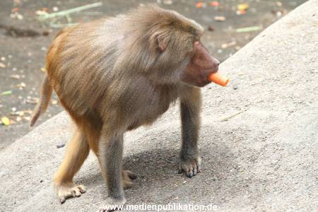 Hagenbeck 21072011 058