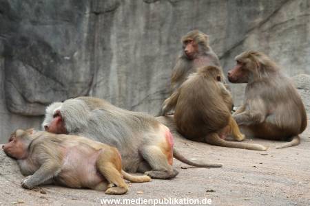 Hagenbeck 21072011 059