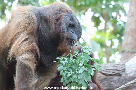 Hagenbeck 23072014 006
