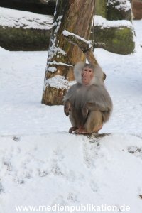 Hagenbeck 24022015 055