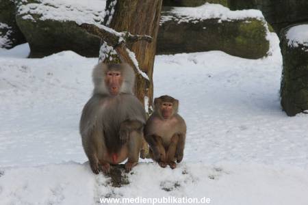 Hagenbeck 24022015 057