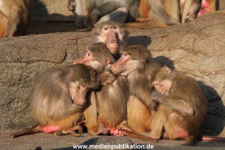 Hagenbeck 24022015 059