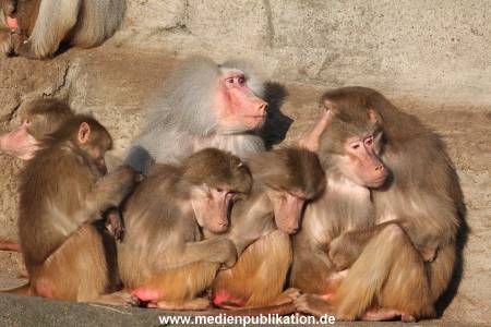 Hagenbeck 24022015 061