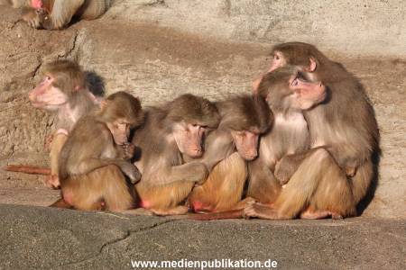 Hagenbeck 24022015 062