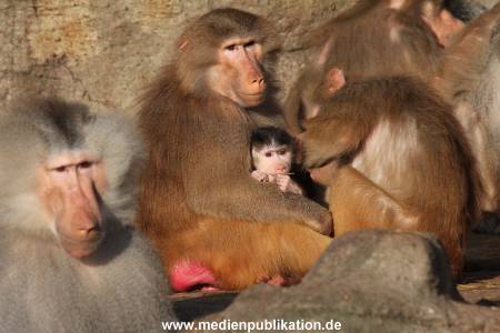 Hagenbeck 24022015 063
