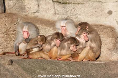 Hagenbeck 24022015 064