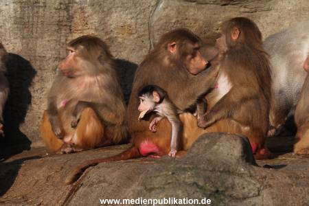 Hagenbeck 24022015 065