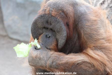 Hagenbeck 24022015 066