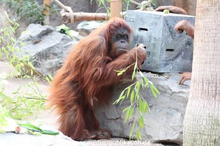 Hagenbeck 24022015 067