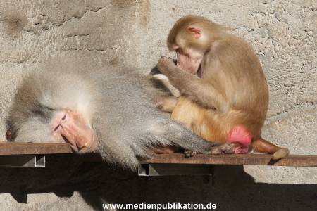 Hagenbeck 24032015 001