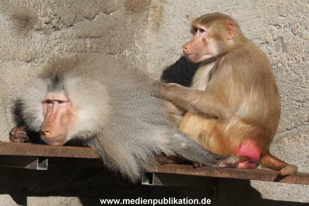 Hagenbeck 24032015 003