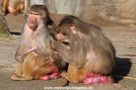 Hagenbeck 24032015 004