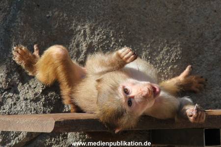 Hagenbeck 24032015 016