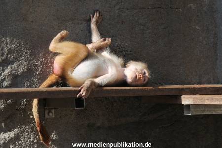 Hagenbeck 24032015 017