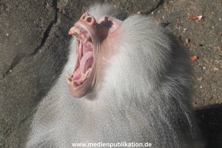 Hagenbeck 24032015 018