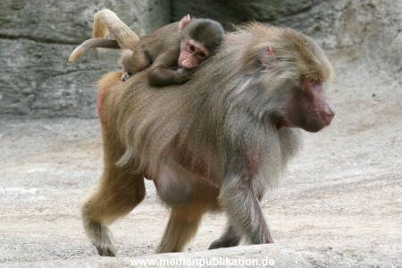 Hagenbeck 24072010 001