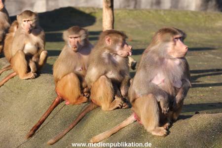 Hagenbeck 25022014 001