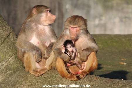 Hagenbeck 25022014 002