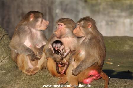 Hagenbeck 25022014 003