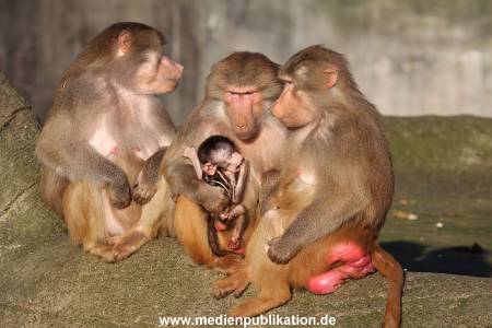 Hagenbeck 25022014 004