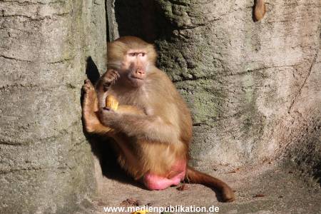 Hagenbeck 25022014 016