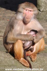Hagenbeck 25022014 018