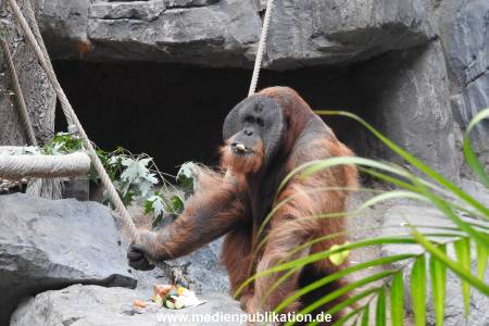 Hagenbeck 26092016 006