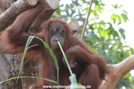 Hagenbeck 26092016 010