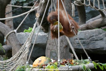 Hagenbeck 29102010 003