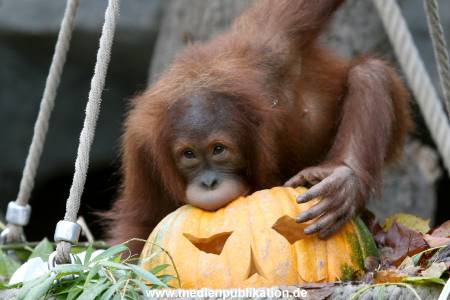 Hagenbeck 29102010 004