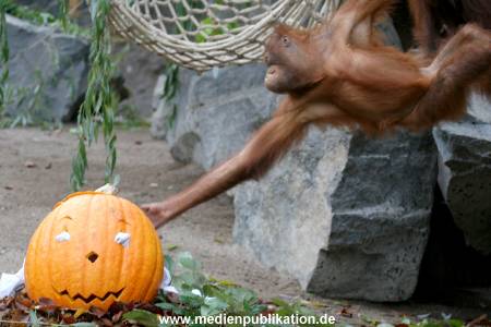Hagenbeck 29102010 006
