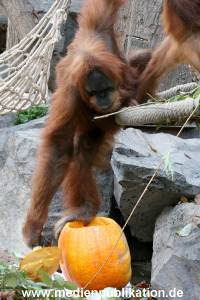 Hagenbeck 29102010 007