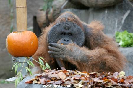 Hagenbeck 29102010 008