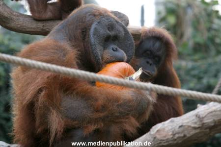 Hagenbeck 29102010 009