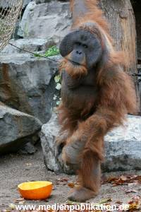 Hagenbeck 29102010 010