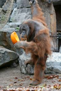Hagenbeck 29102010 011