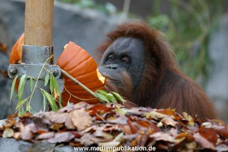 Hagenbeck 29102010 014